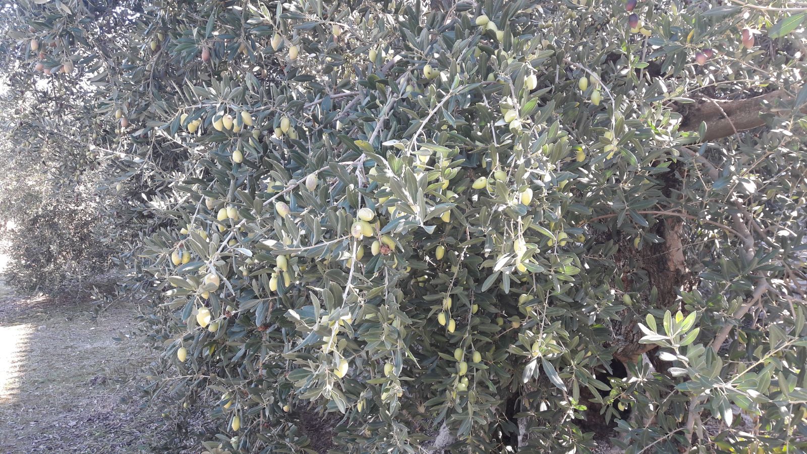 IMG-20171119-WA0007.jpg
