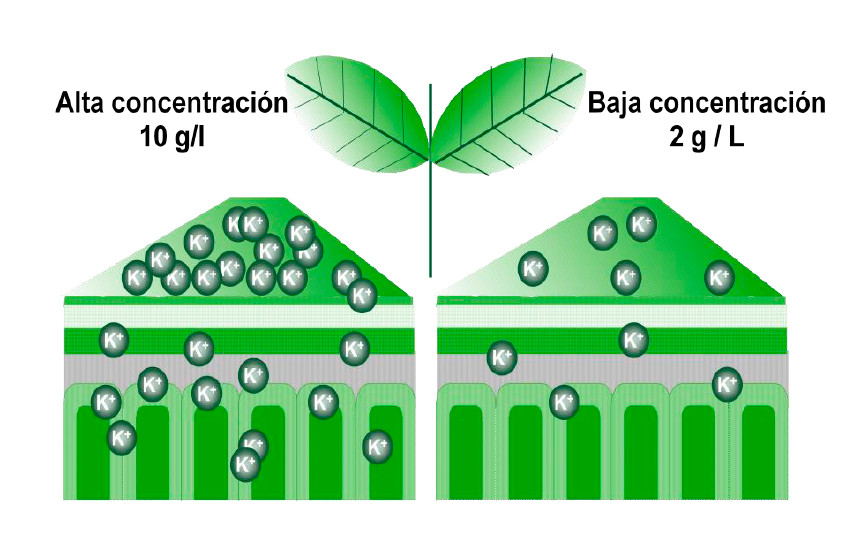 penetracionfoliar.jpg