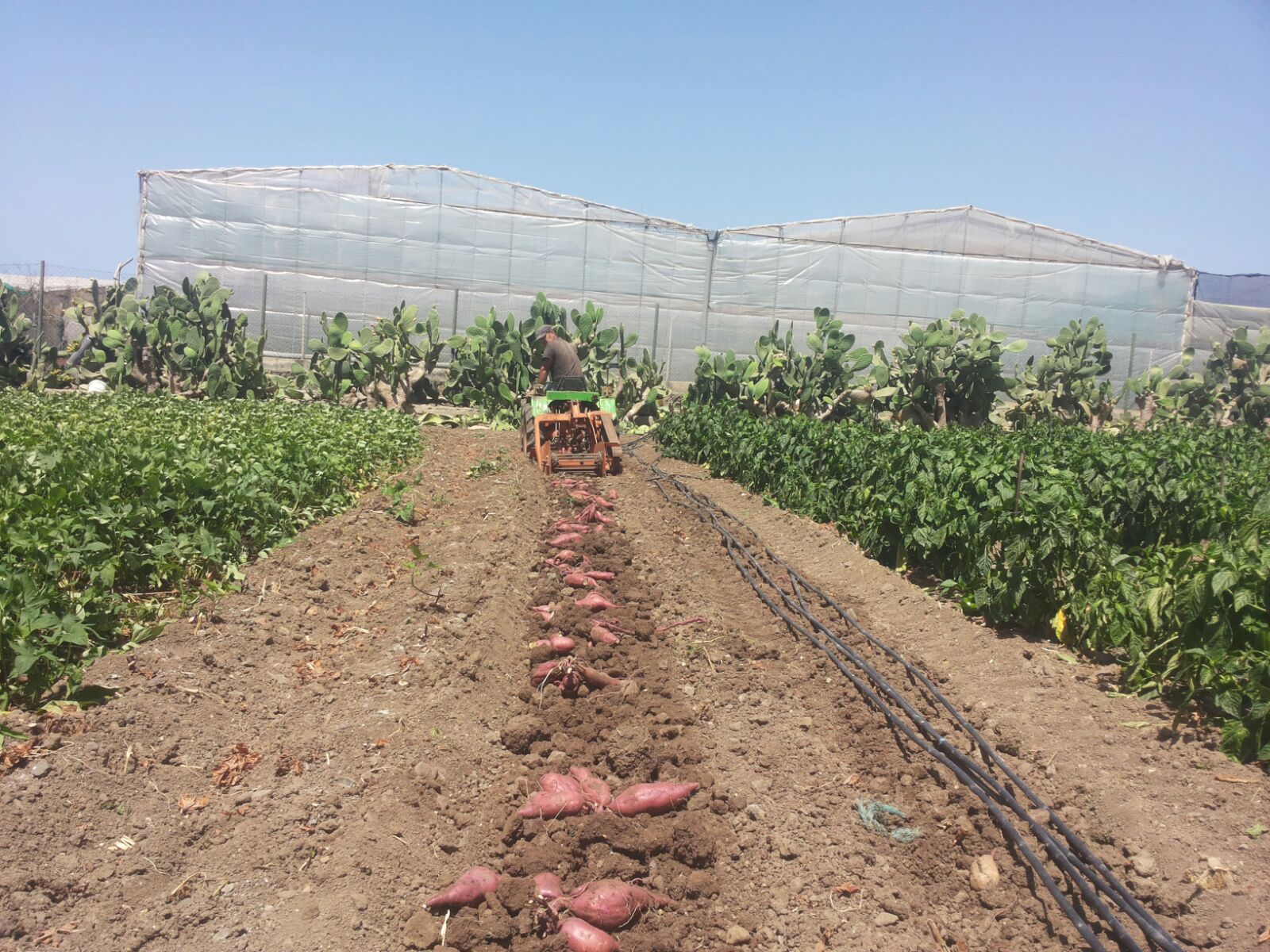 Levantando batatas con arrancadora de estera...no le sobraba nada pero las sacaba