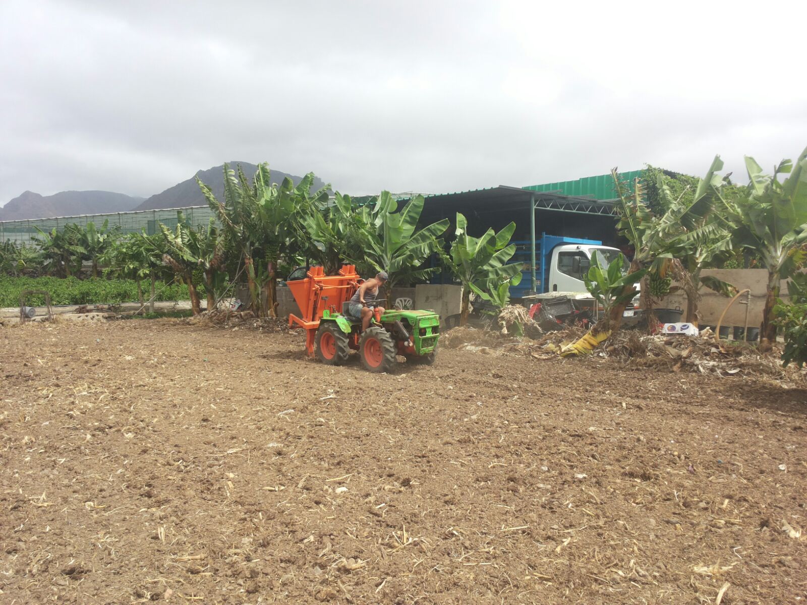 Plantando papas