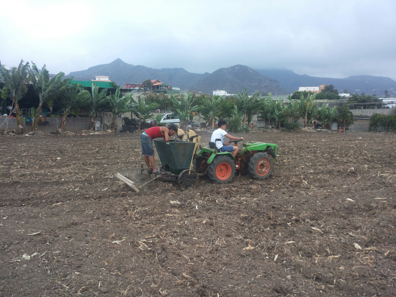 Plantando papas