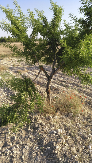 Arbol.jpg
