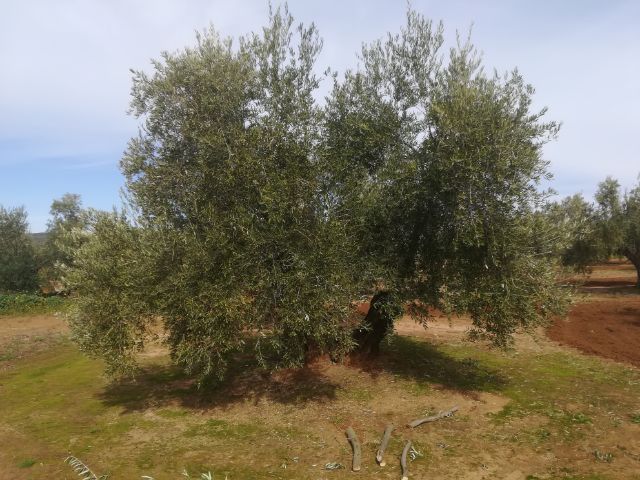 IMG_20180402_35704.jpg