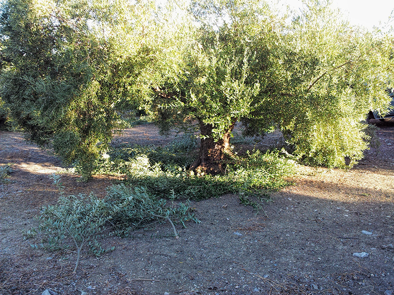 OLIVOPODAMOD01.jpg