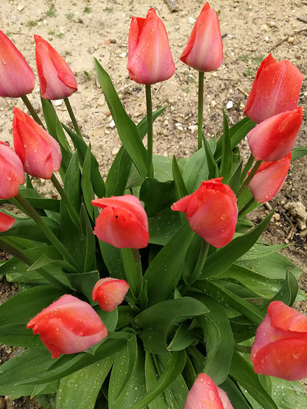 FLORESJPG.jpg