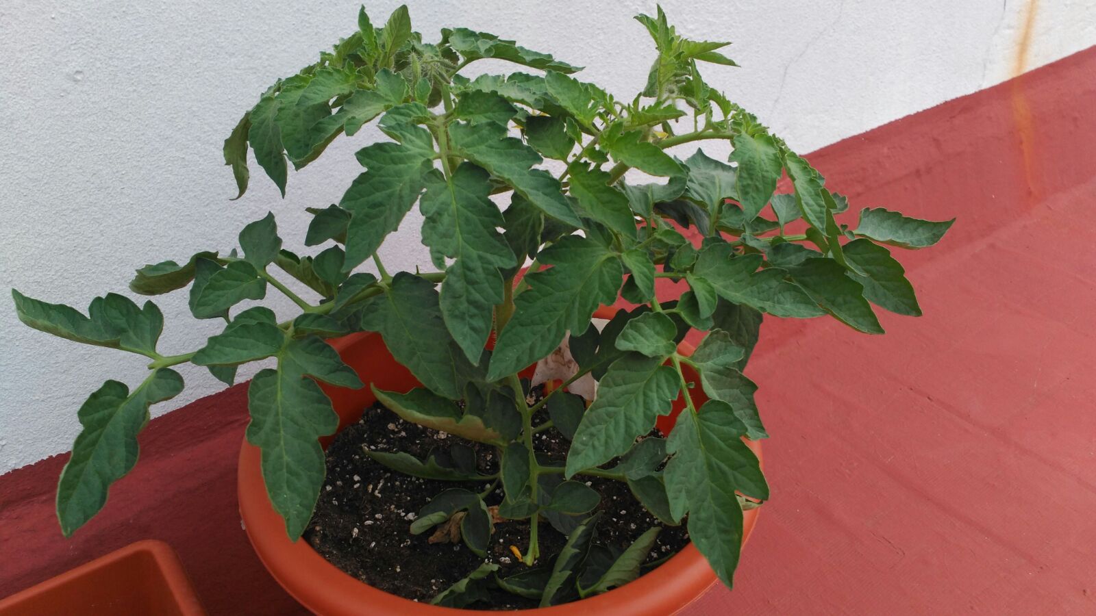 Esta es la planta completa
