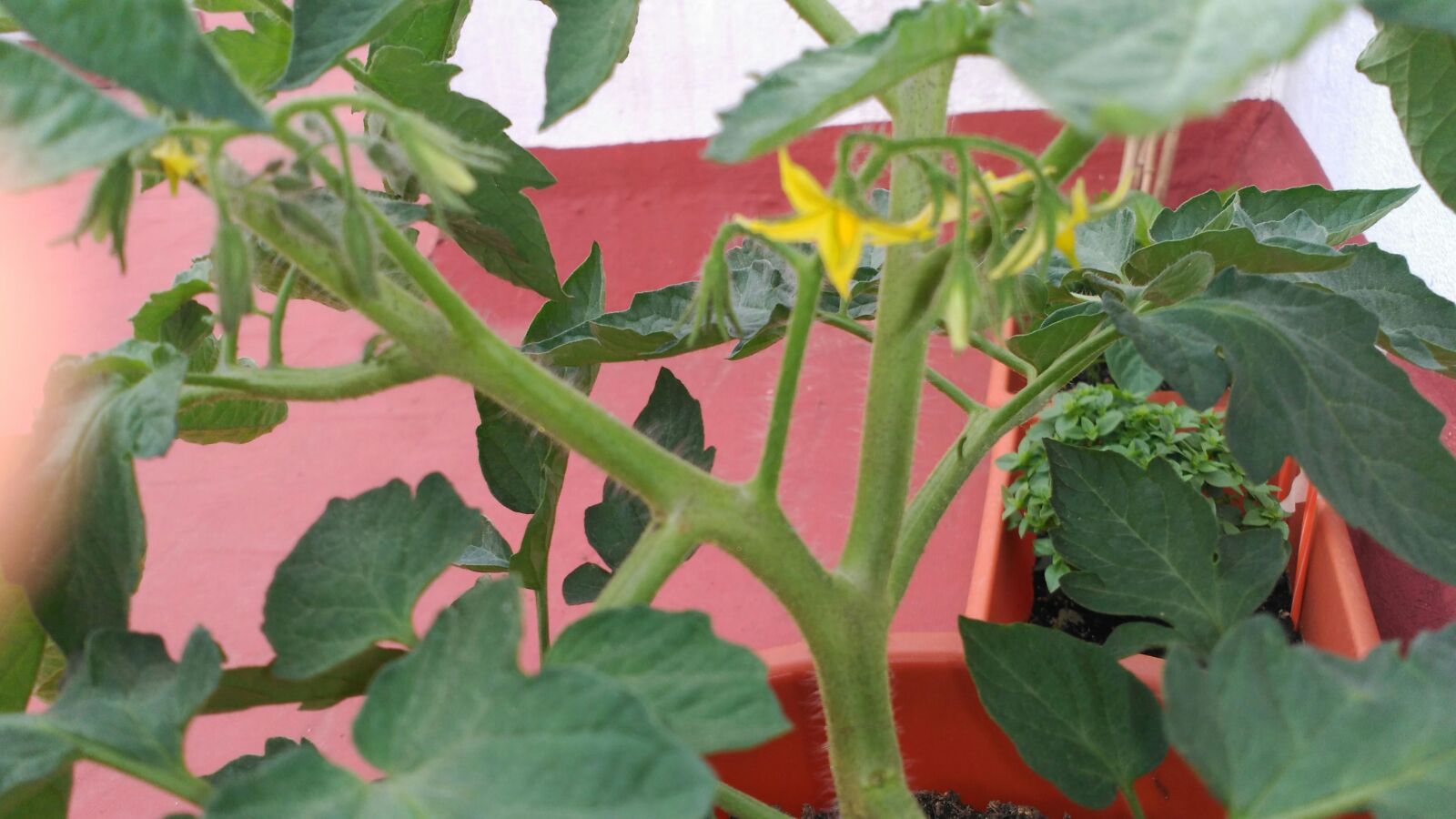 Aquí las flores