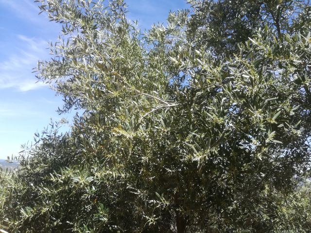IMG_20180513_45683.jpg
