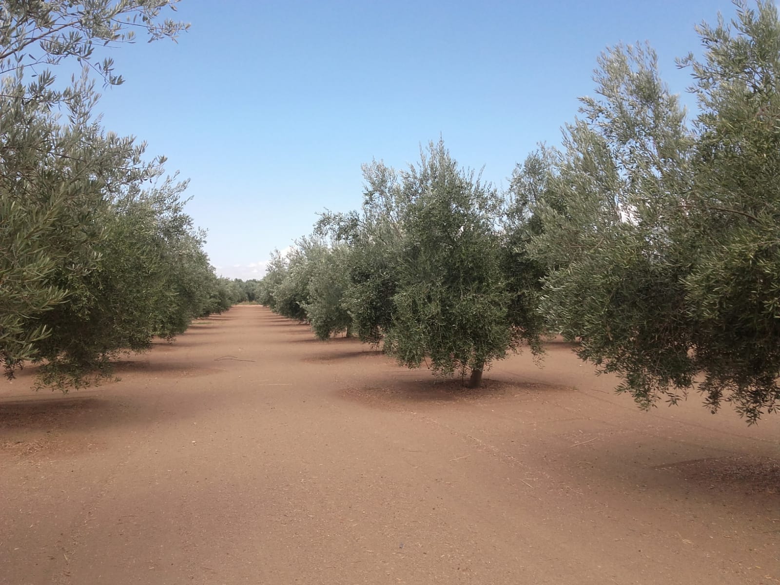 IMG-20180518-WA0016.jpg