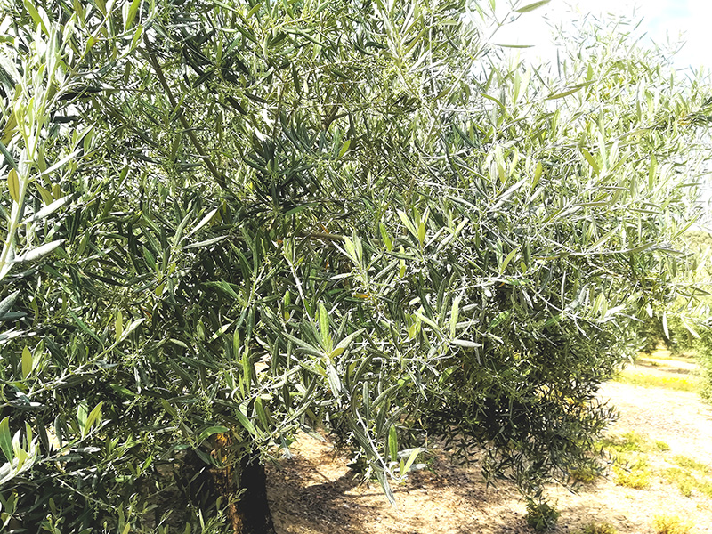 floracion01.jpg