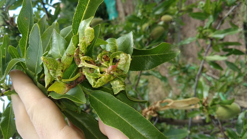 Almendro al principio de la plaga (26 de mayo)