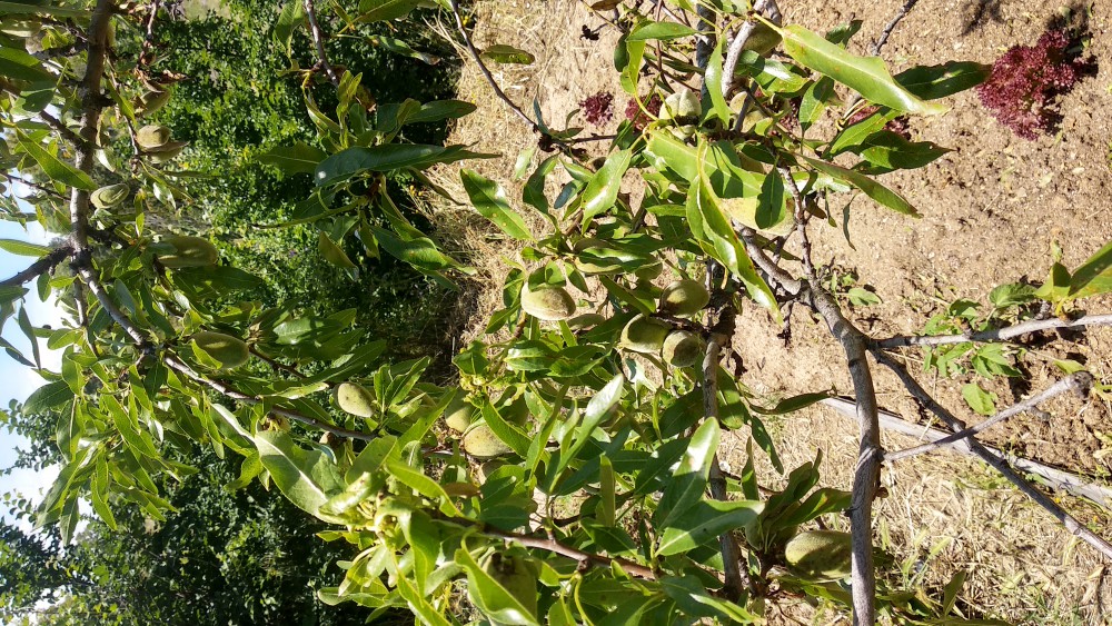 Almendro ayer (3 de junio). Ha perdido mucha hoja. Fijarse en puntos marones en hojas y fruto.