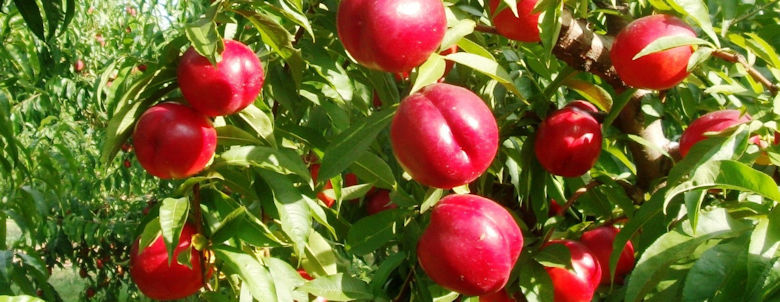 nectarina-780.jpg
