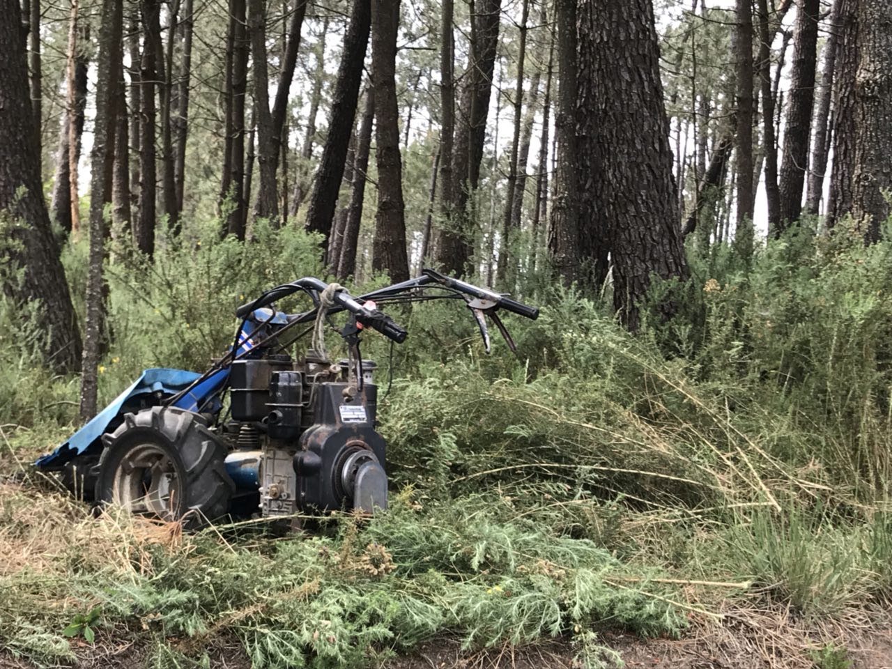 Esta hay cortando en el monte.