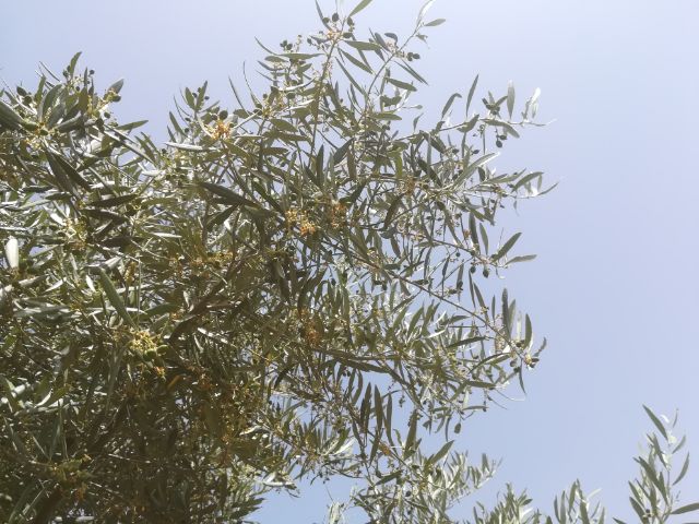 IMG_20180625_46419.jpg