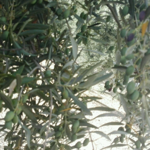 IMG-20180719-WA0023_crop_490x490.jpeg