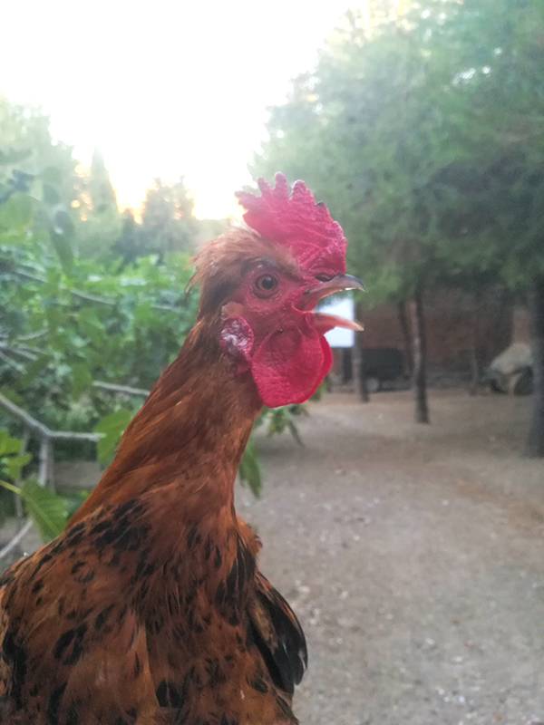 ACEITUNA03.jpg