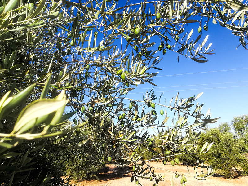 ACEITUNA02.jpg