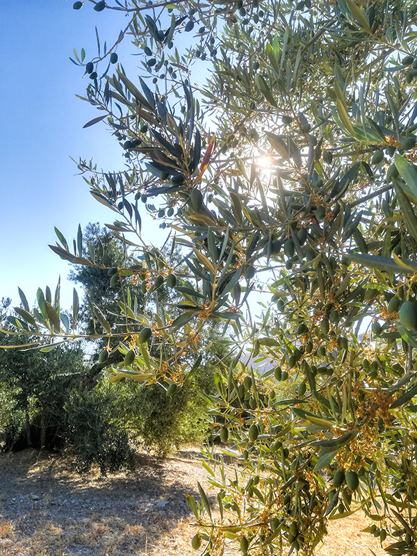 ACEITUNA01.jpg