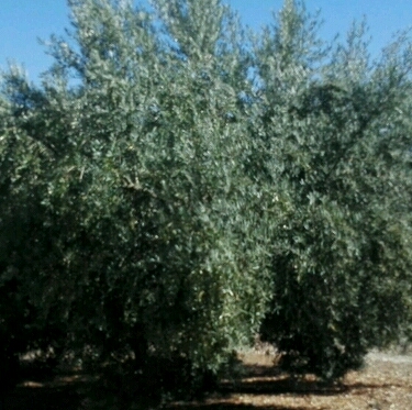 Ala