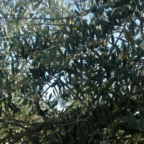 Ala