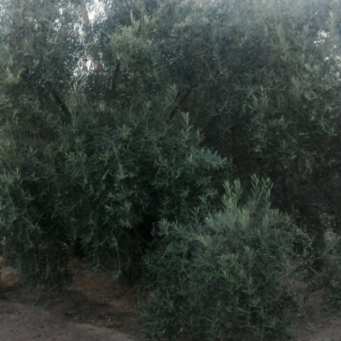 Ala