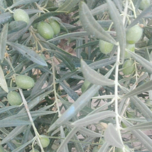 ALA