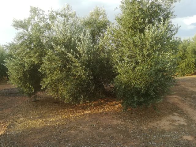 IMG_20180810_2731.jpg