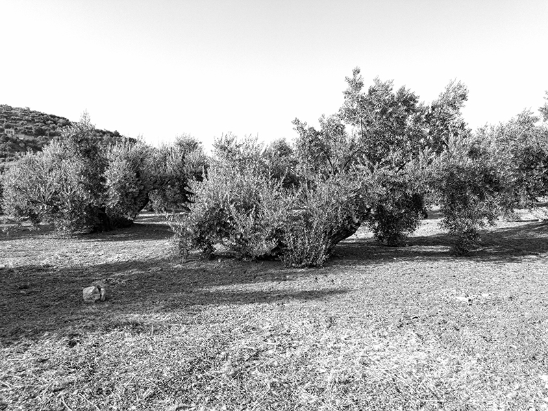AZAGRAMA08.jpg