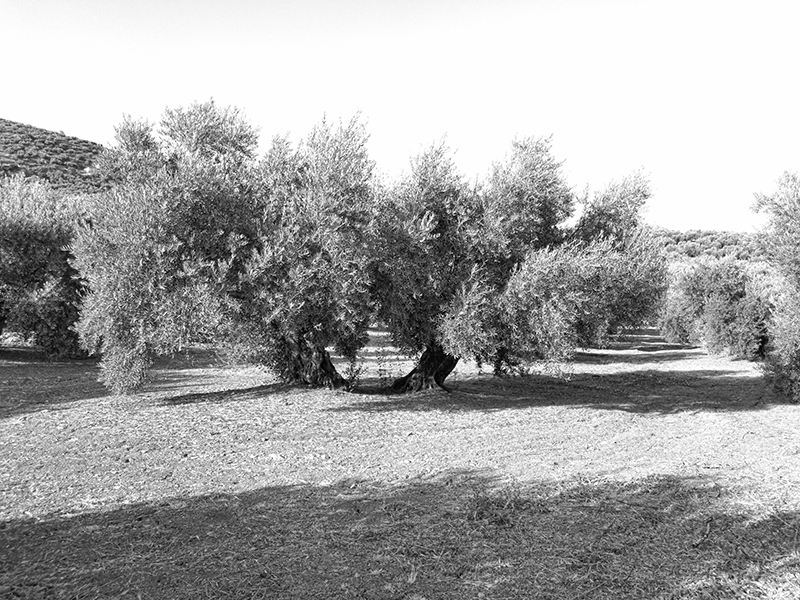 AZAGRAMA18.jpg