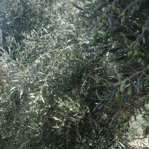 Ala