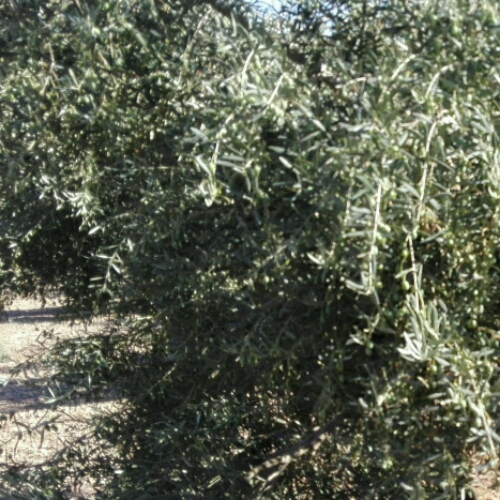 Ala