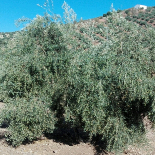 Ala