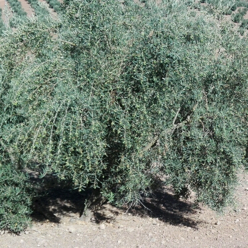 Ala