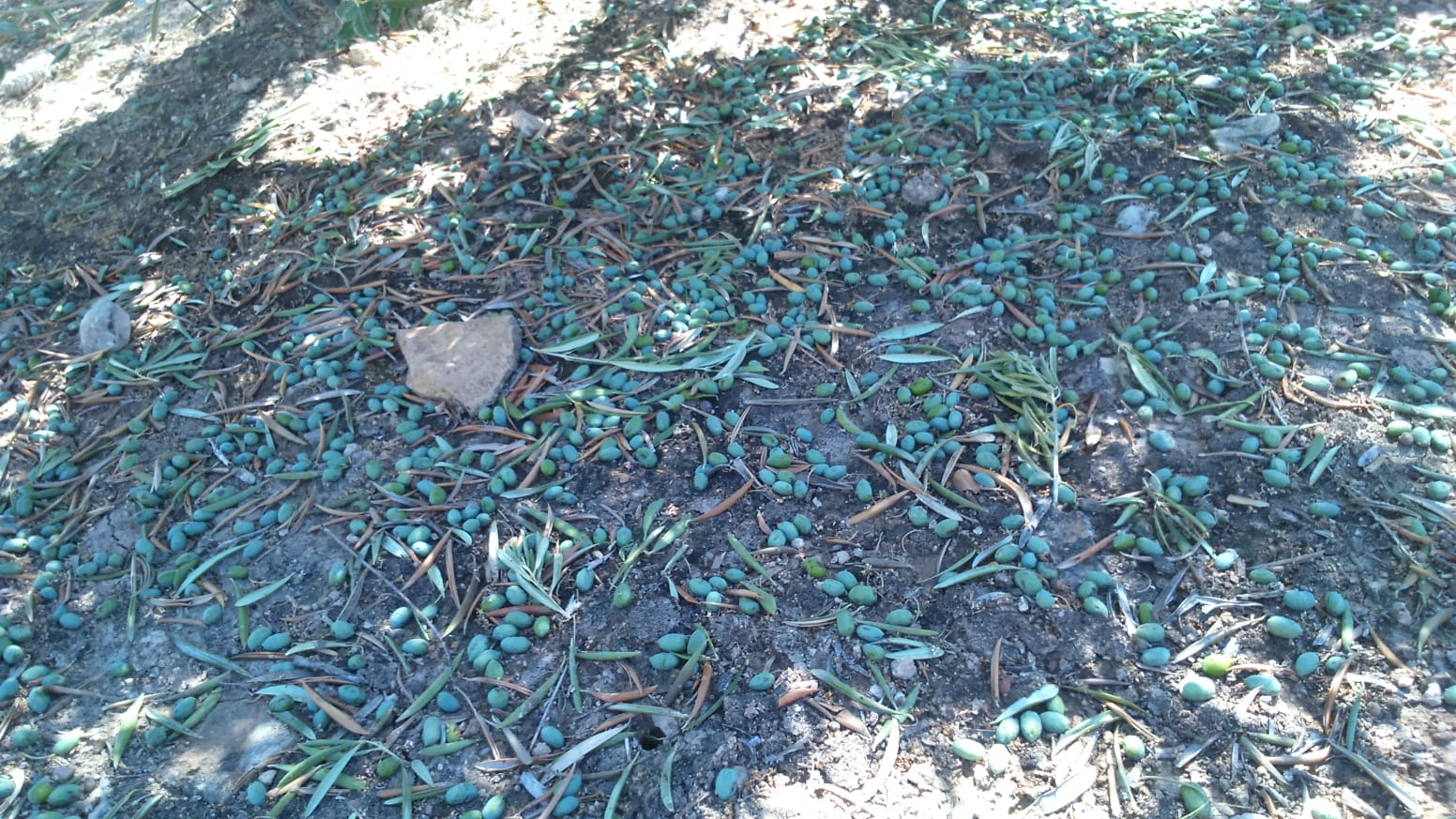 IMG-20180815-WA0008.jpg