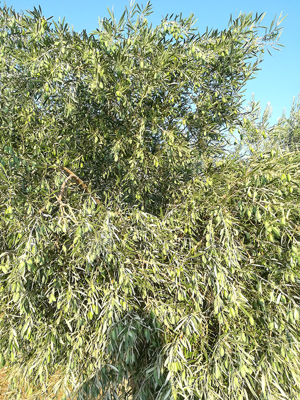cornezuelo03.jpg
