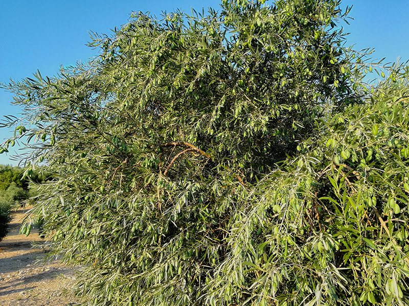 cornezuelo02.jpg