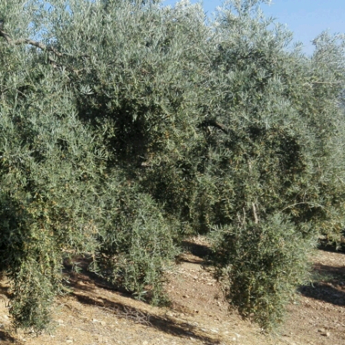 Y esta,pal otro primo!aceitunas menuas!estan gordas pa,lo que tienen los olivos,,y grandes de 100metros cuadrados o mas,,a 12metros.35 olivos la fanega.