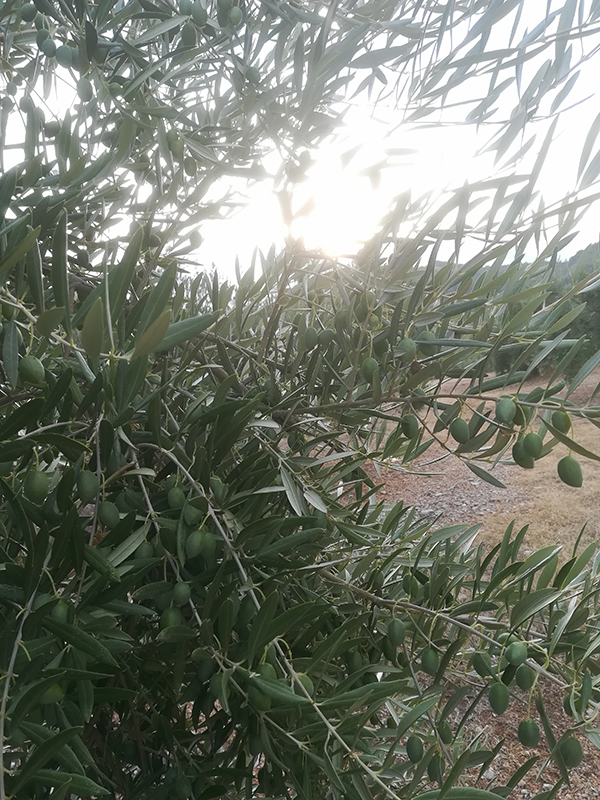 aceitunas02.jpg