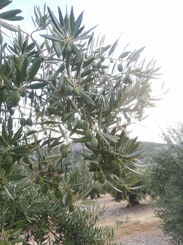 aceitunas01.jpg