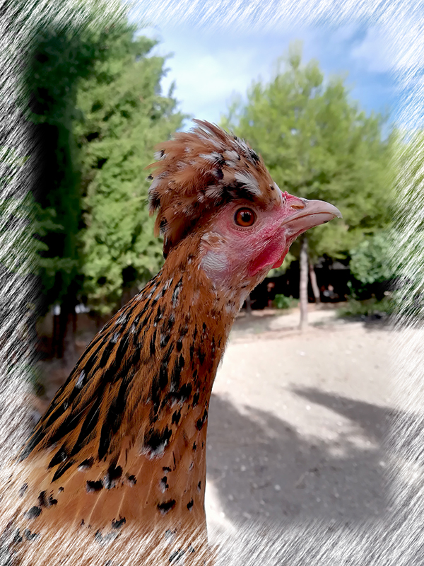 pollo.jpg