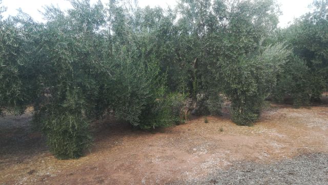 IMG_20180911_9655.jpg
