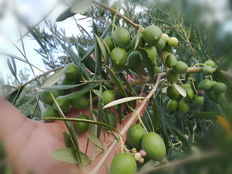 aceitunas02.jpg