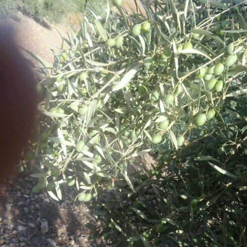 IMG-20180912-WA0012_crop_500x500.jpeg