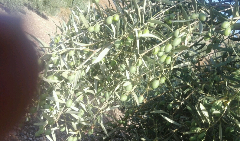 IMG-20180912-WA0012_crop_794x467.jpeg