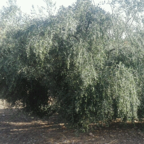 IMG-20180912-WA0026_crop_500x500.jpeg