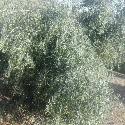 IMG-20180912-WA0024_crop_500x500.jpeg