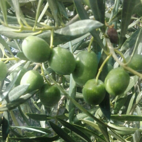 IMG-20180912-WA0030_crop_500x500.jpeg