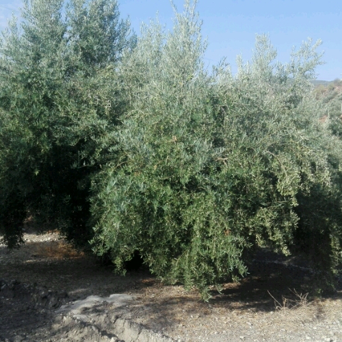 IMG-20180913-WA0011_crop_500x500.jpeg