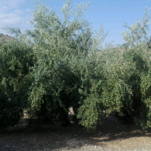 IMG-20180913-WA0017_crop_500x500.jpeg